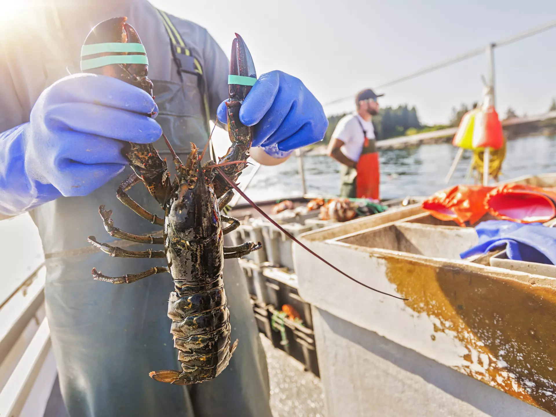 Sample Maine's very best local dishes with this guide © Daniel Grill / Getty Images