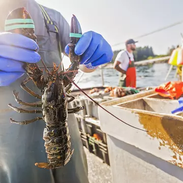 Sample Maine's very best local dishes with this guide © Daniel Grill / Getty Images