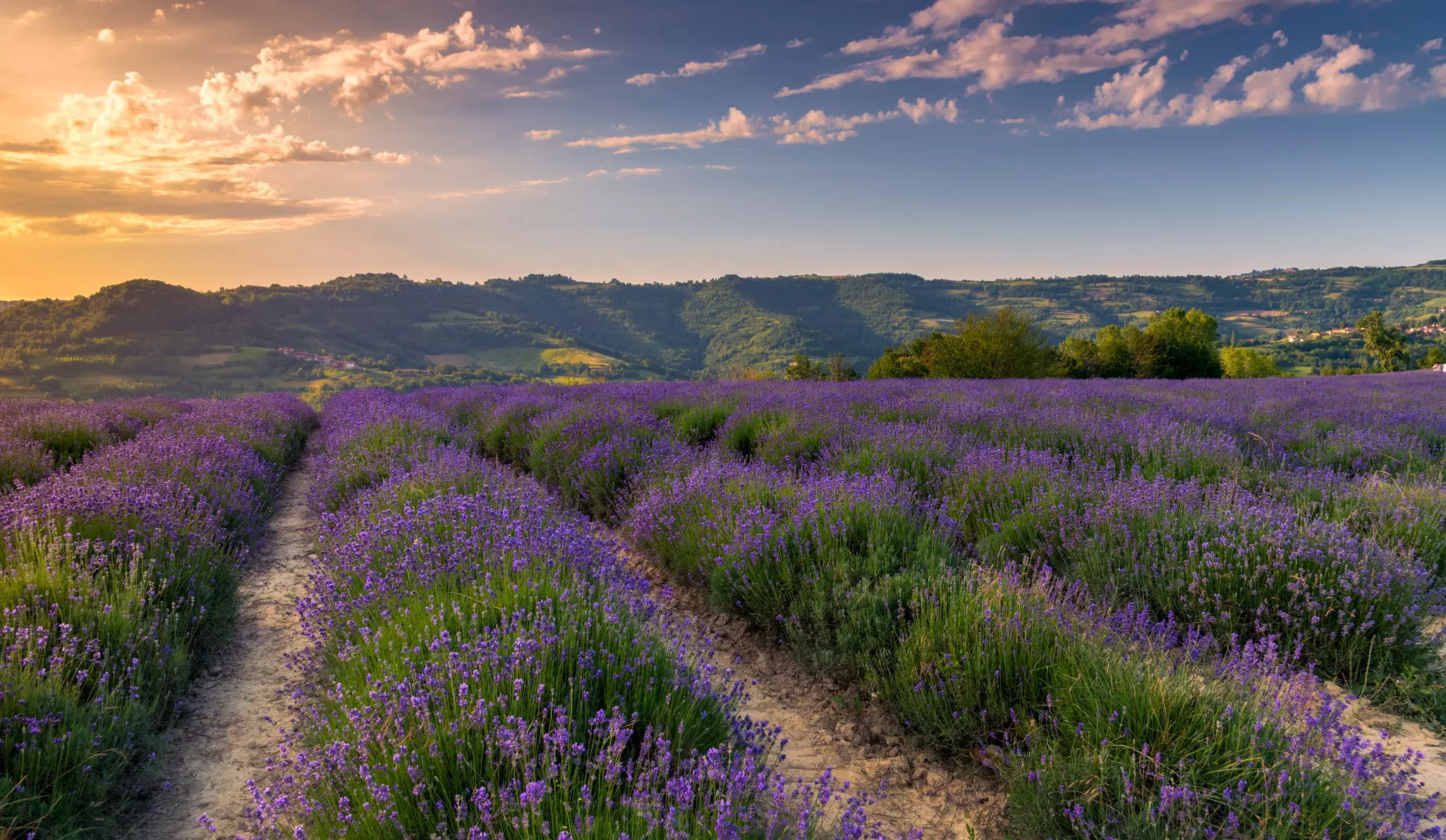 Lavender field in bloom stretches toward rolling green hills with the sun setting in the back ground.