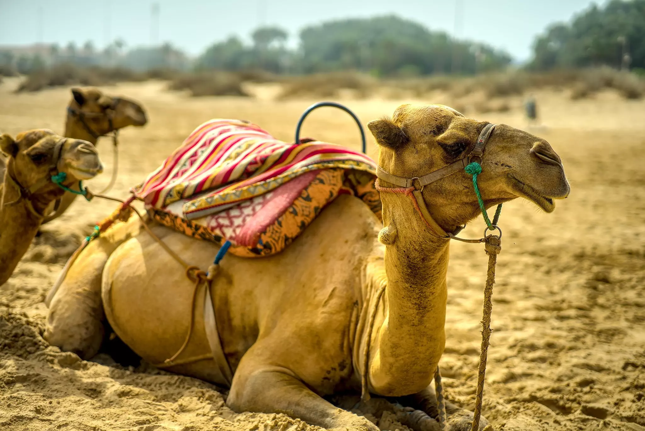 Saidia, Saïdia Morocco: Coastal resort town on the Mediterranean, famed for its long golden beaches, clear waters, lively marina, and relaxed holiday atmosphere.