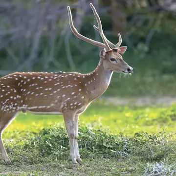 Wild Spotted deer