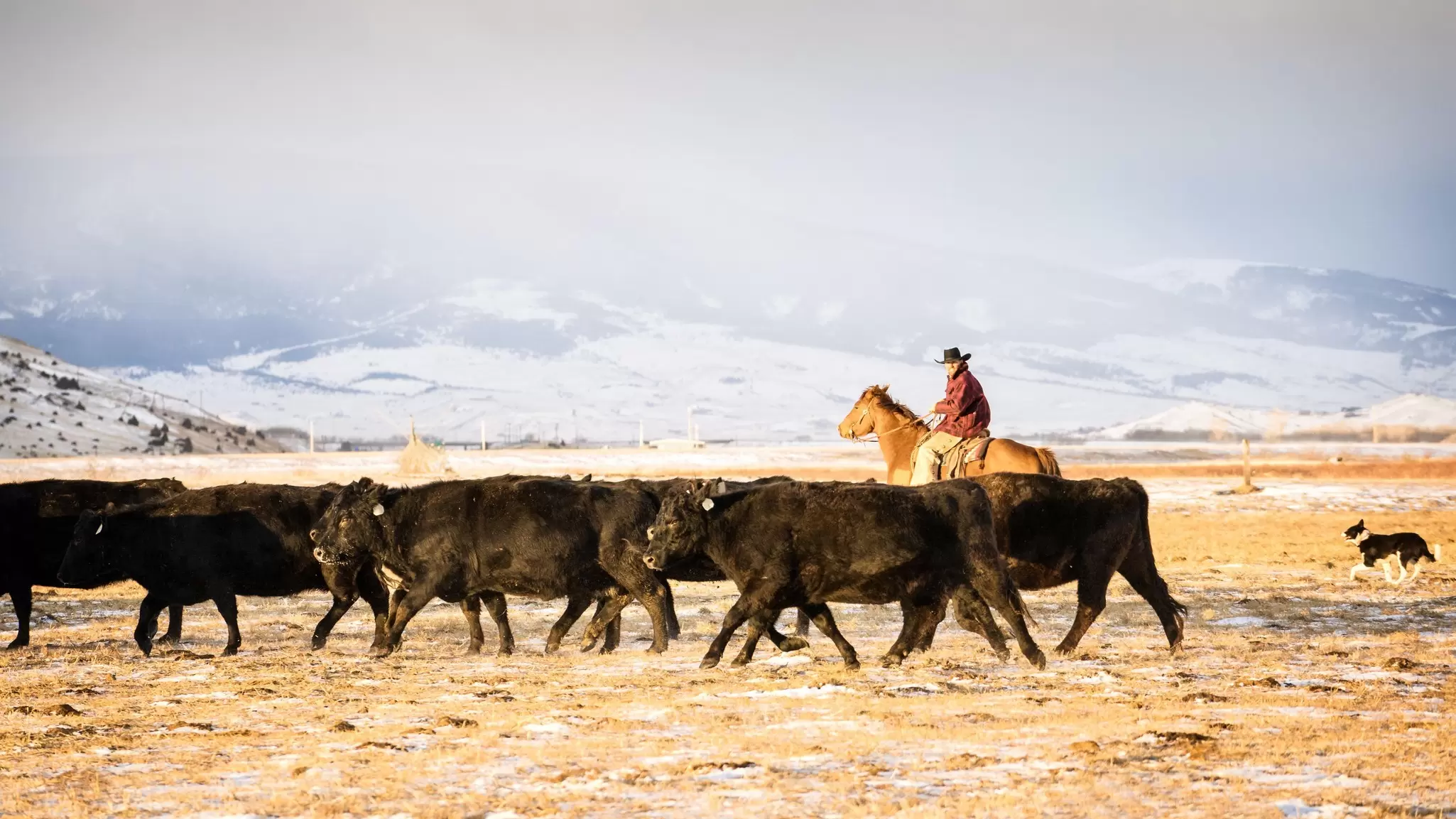 A cowboy herding cattle in the Absaroka Mountains near Livingston, Montana. wanderluster/Getty Images