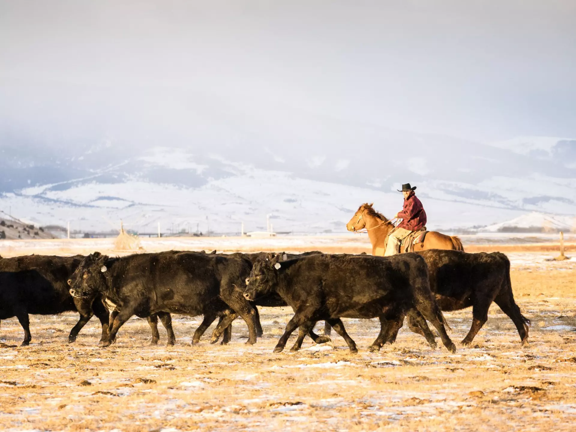 A cowboy herding cattle in the Absaroka Mountains near Livingston, Montana. wanderluster/Getty Images