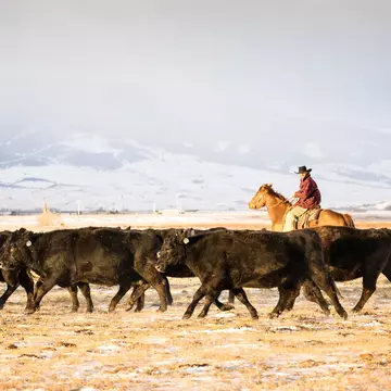A cowboy herding cattle in the Absaroka Mountains near Livingston, Montana. wanderluster/Getty Images