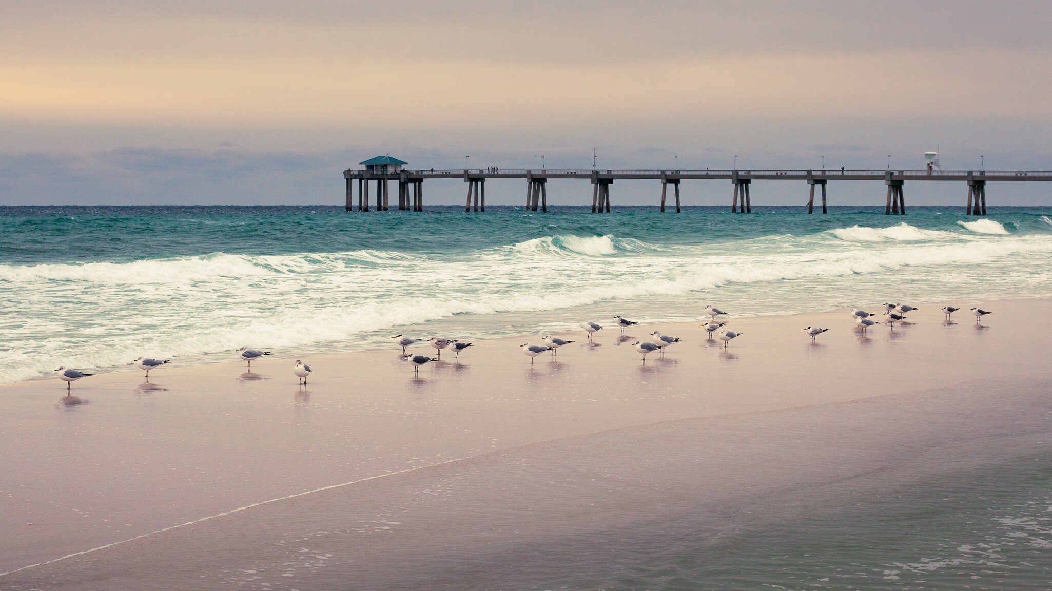 Sea Gulls on the beach at sunset in front of a pier 