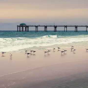 Sea Gulls on the beach at sunset in front of a pier 
