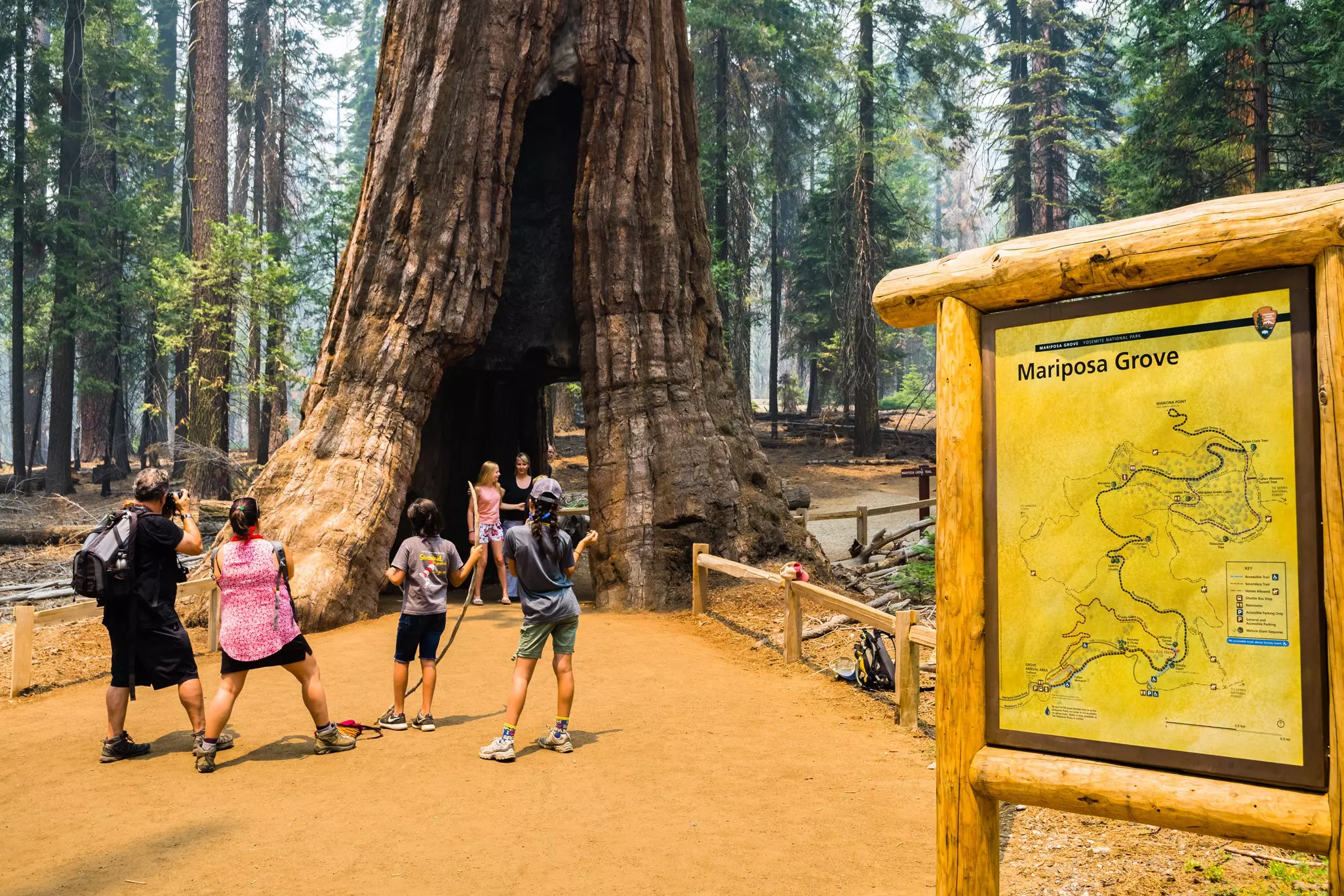 Take a walk through an ancient tree in Mariposa Grove © Sundry Photography / Shutterstock