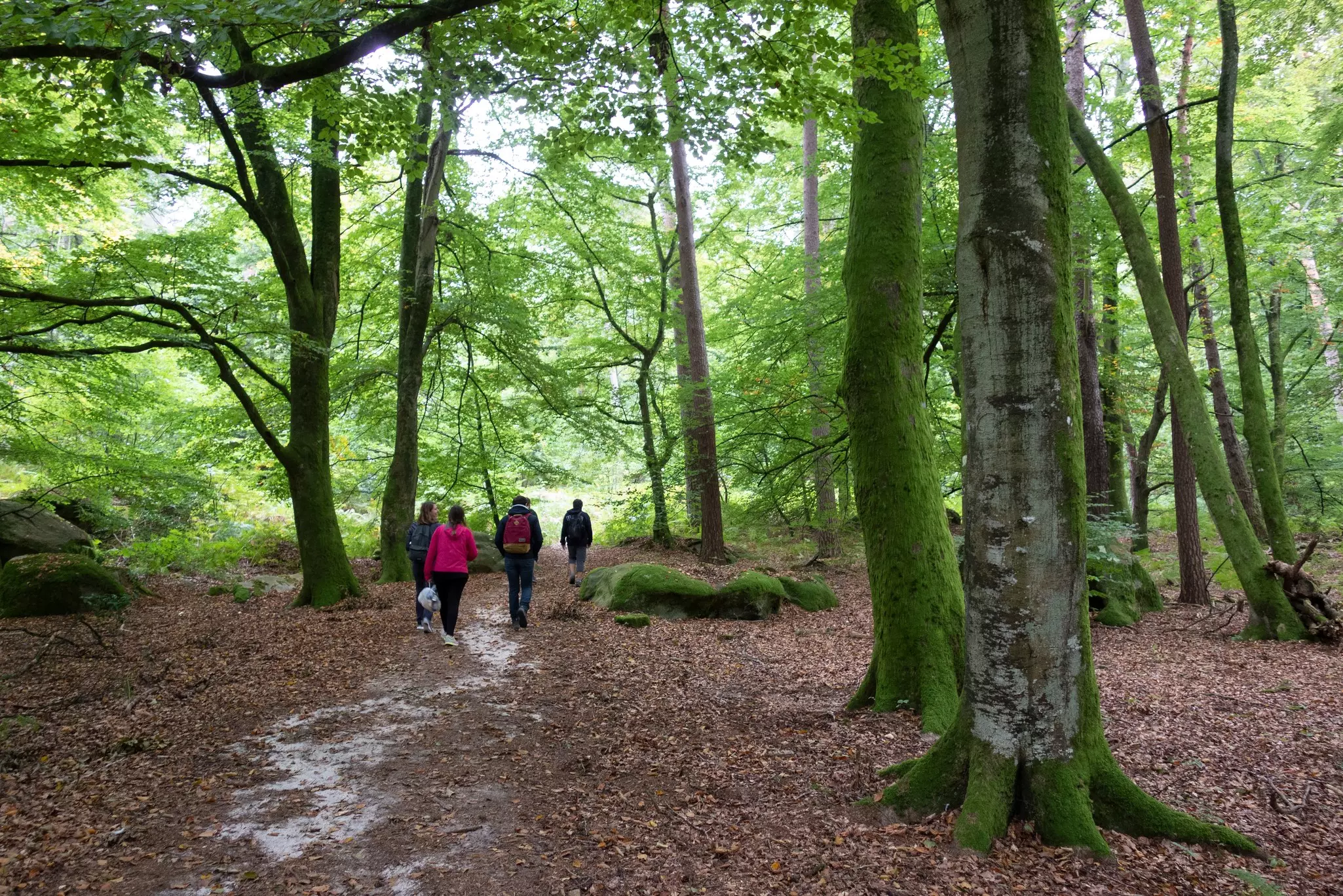 A group of four people wander a path through a forest.