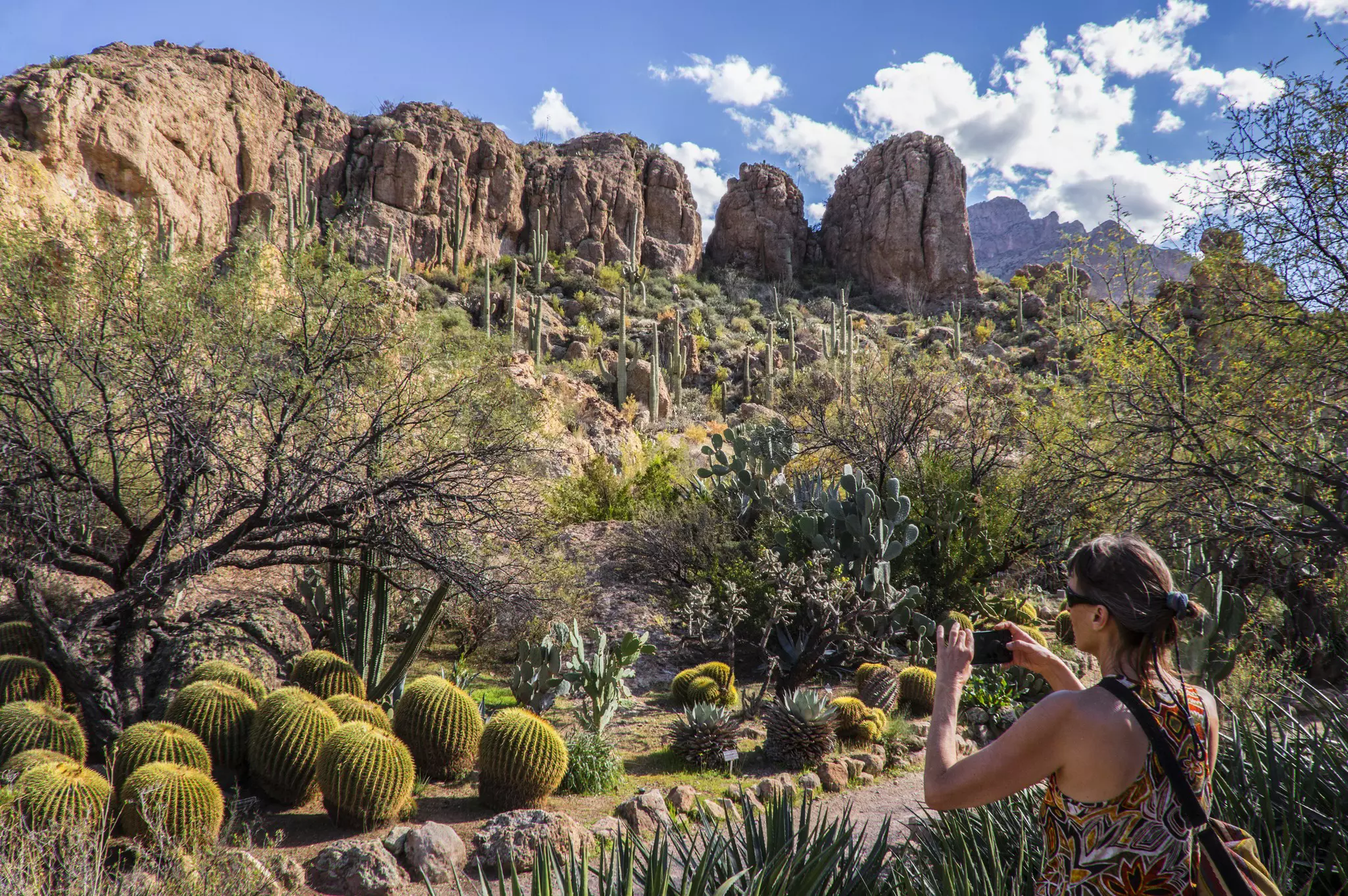 Cactuses near Picketpost Mountain in Arizona © CampPhoto / Getty Images