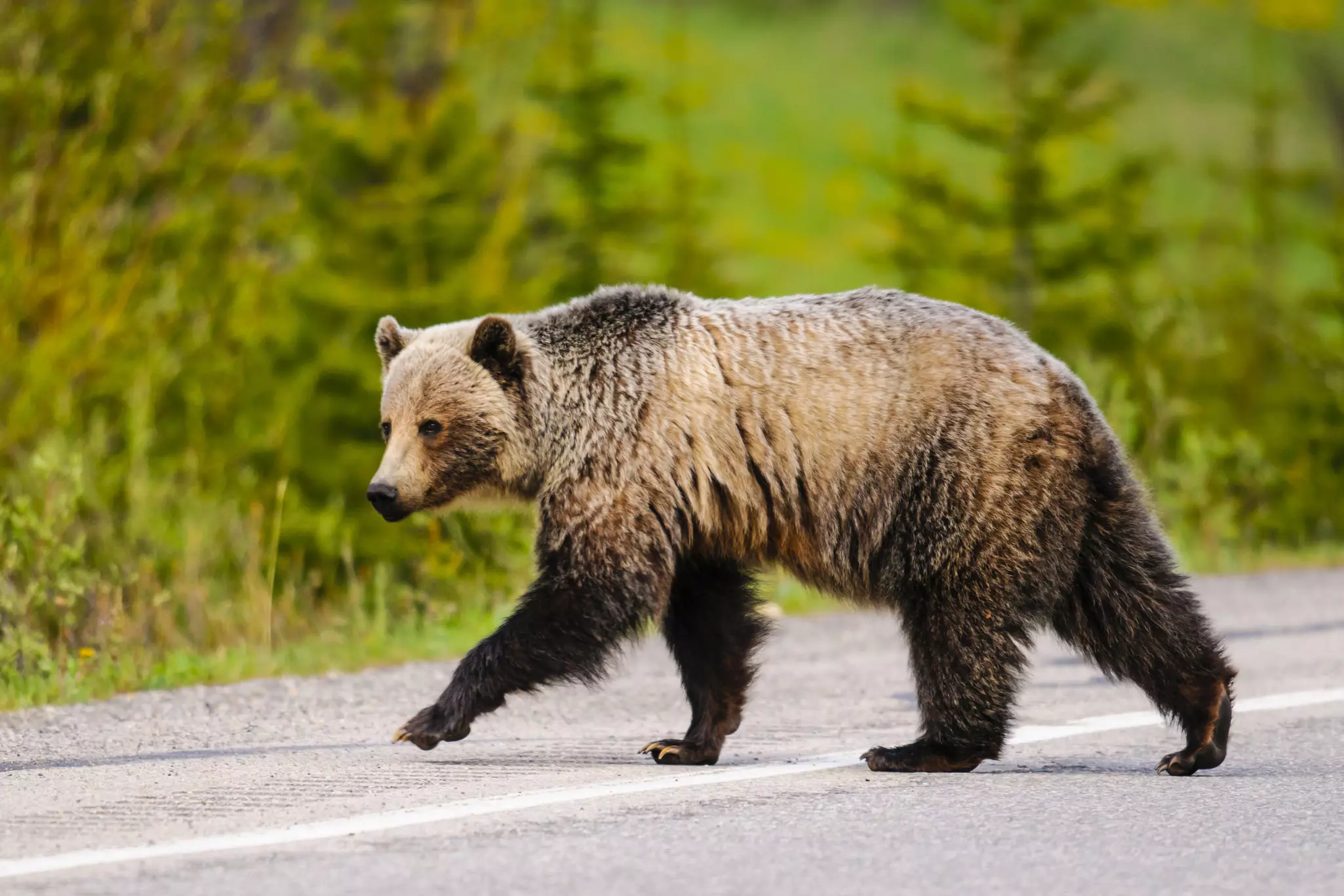National Park Service issues 'advice' for dealing with grizzly bears © BGSmith/Shutterstock