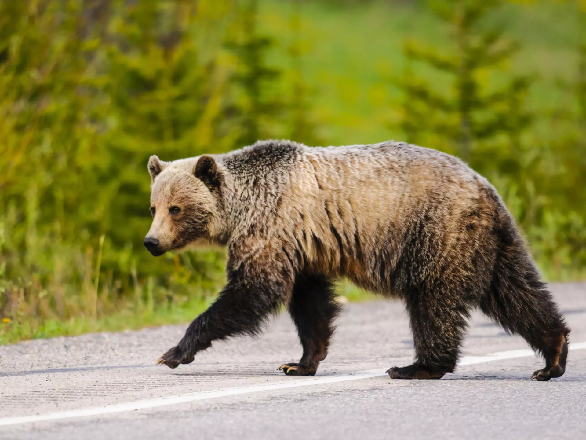 National Park Service issues 'advice' for dealing with grizzly bears © BGSmith/Shutterstock