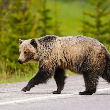 National Park Service issues 'advice' for dealing with grizzly bears © BGSmith/Shutterstock