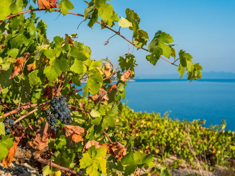 Ripe purple grapes grow on a vine on a hillside in the foreground; the sea is in the background.