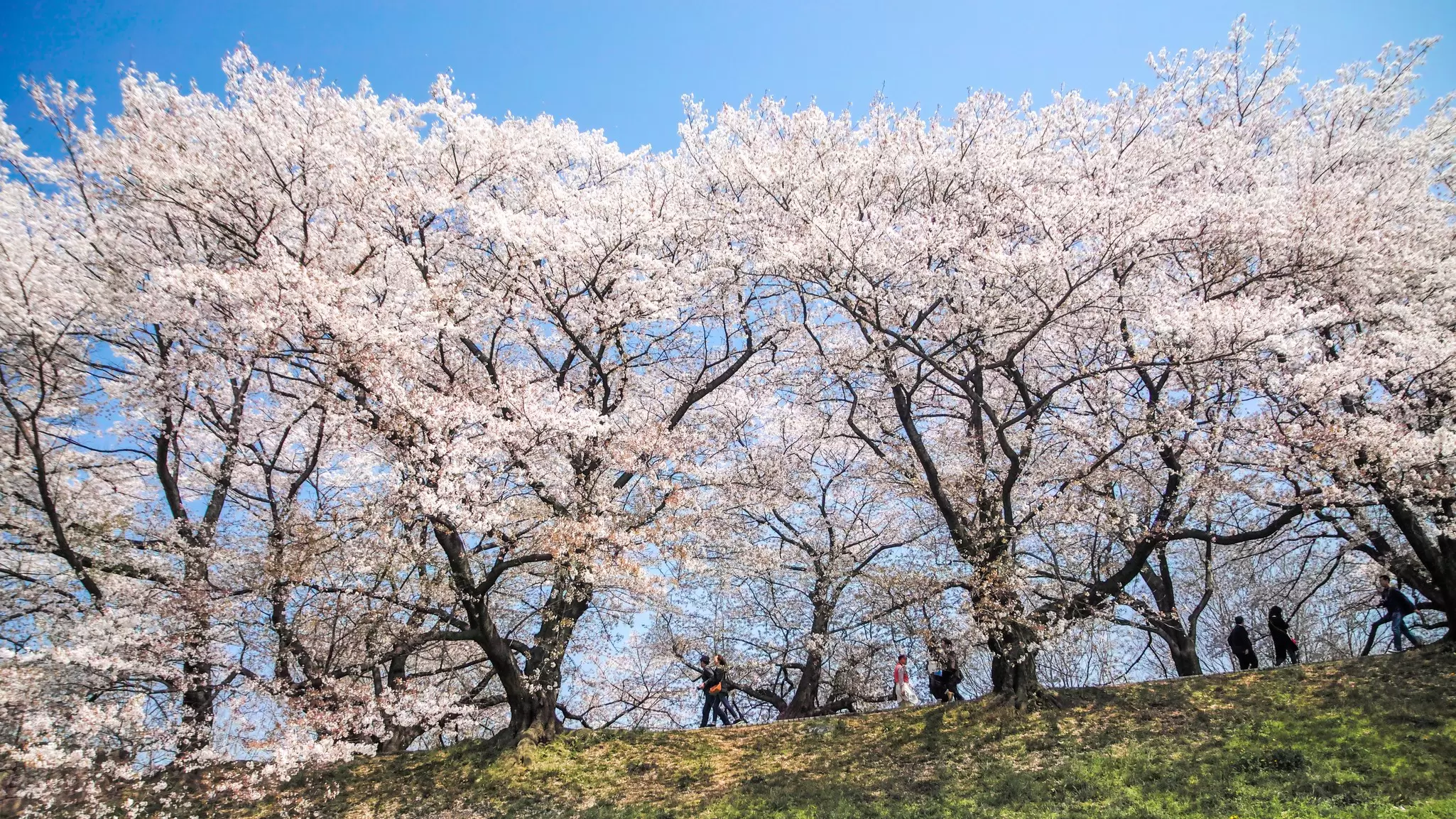 Cherry blossoms in Sewaritei in Kyoto, Japan. I love Photo and Apple./Getty Images