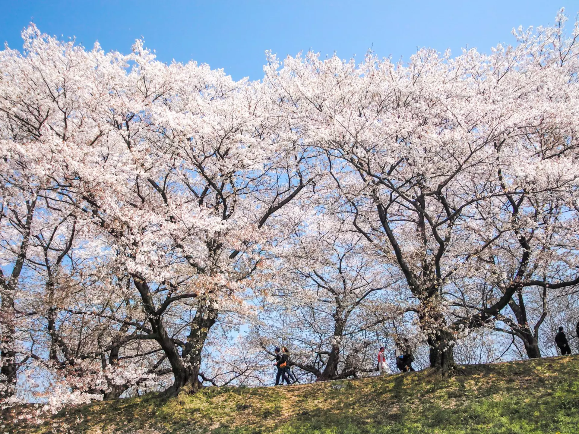 Cherry blossoms in Sewaritei in Kyoto, Japan. I love Photo and Apple./Getty Images