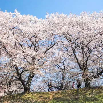 Cherry blossoms in Sewaritei in Kyoto, Japan. I love Photo and Apple./Getty Images