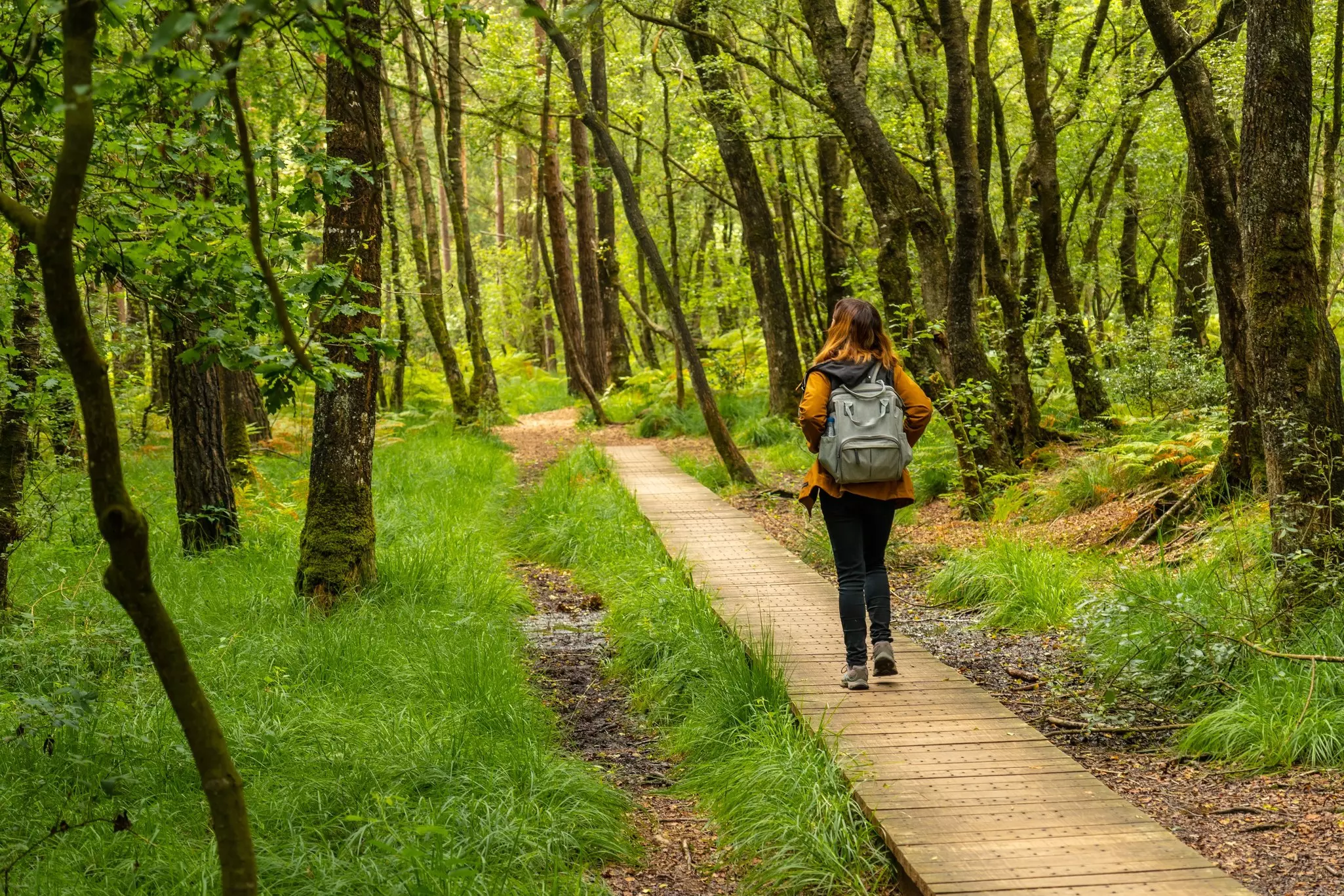 A hiker walks on the wooden footpath through green trees.