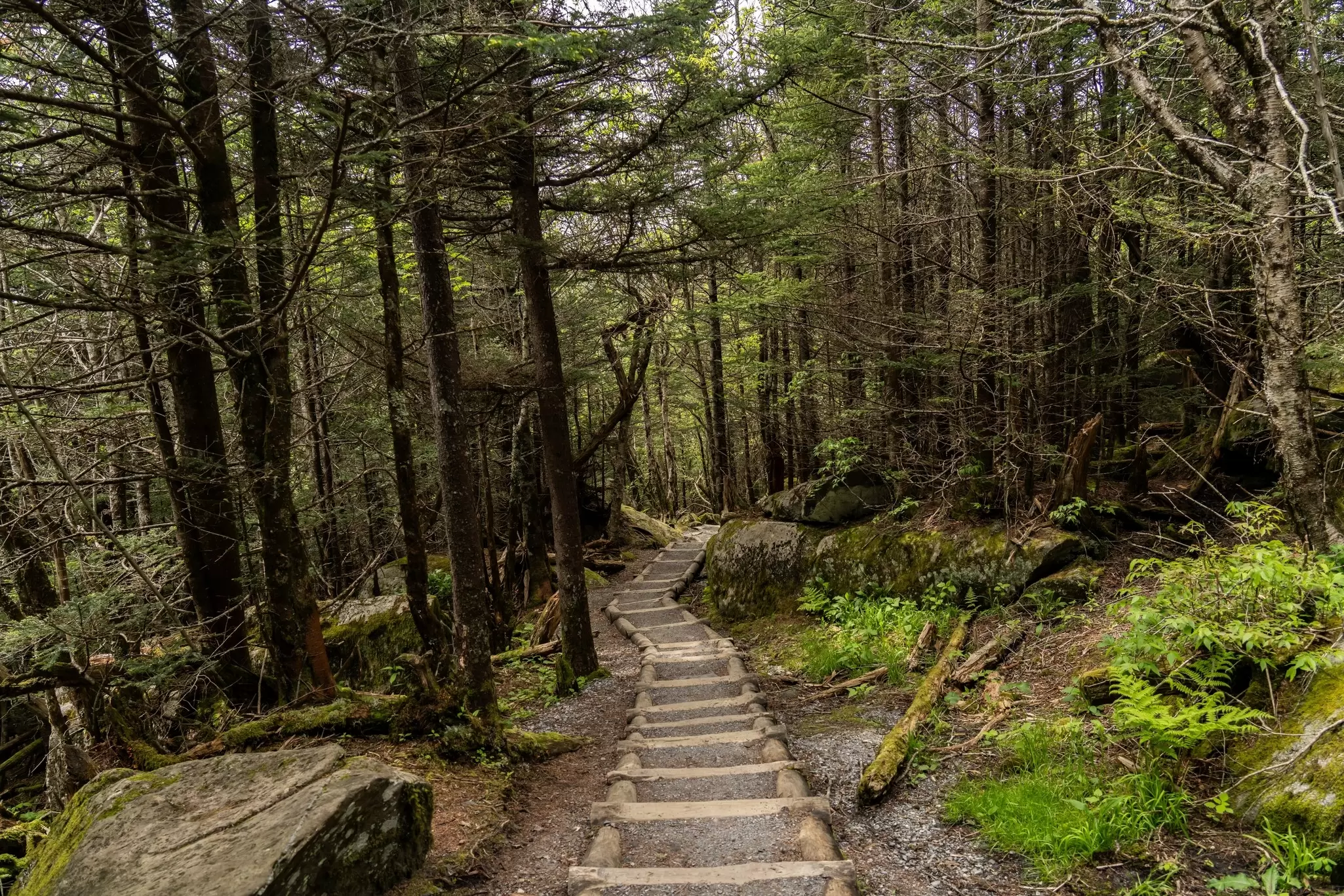 A hiking trail through Great Smoky Mountains National Park