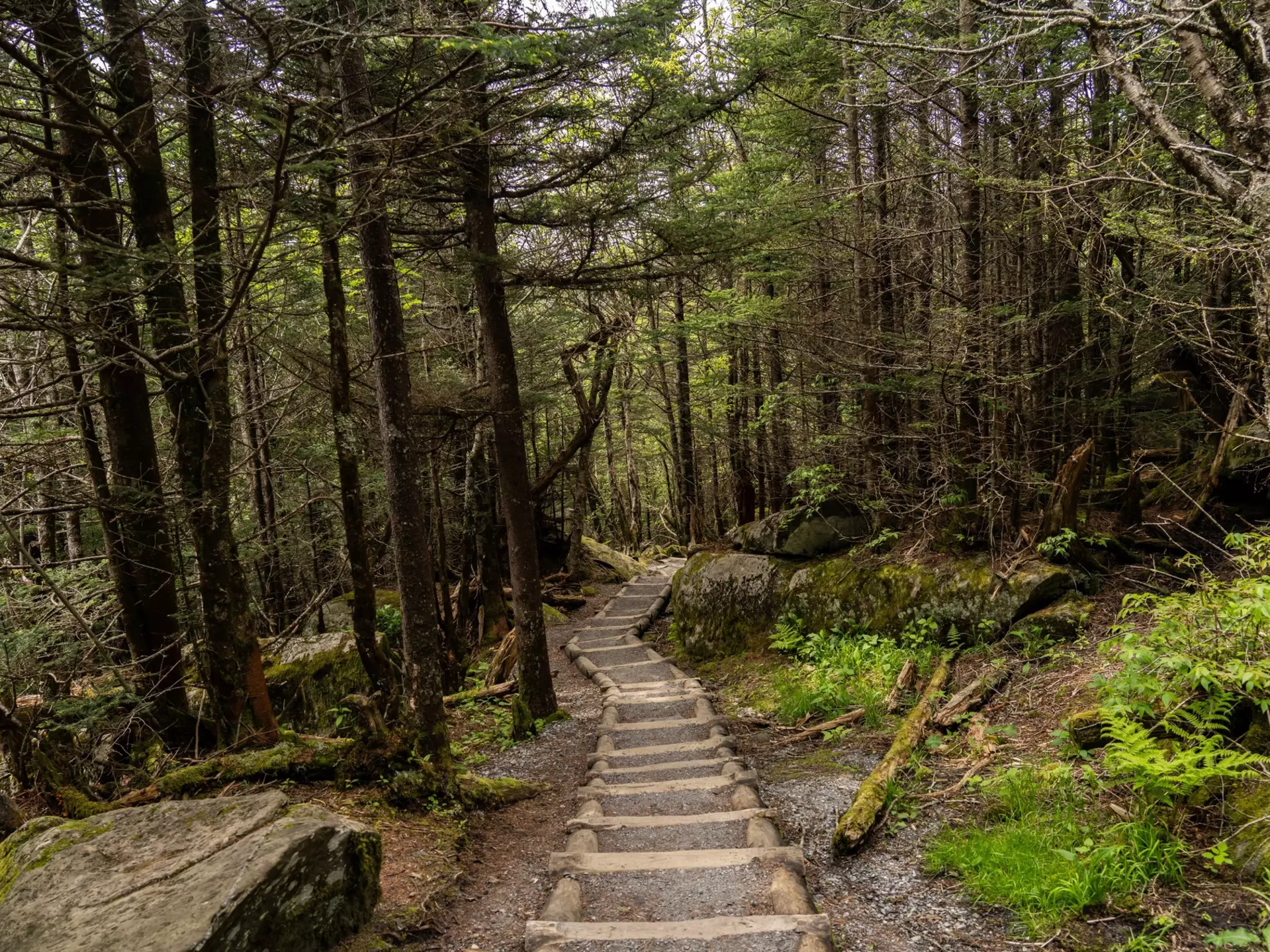 Great Smokey Mountains National Park, North Carolina, USA - May 29, 2024: Hiking trails in the Smokey Mountains are huge tourist attraction. This park is the most visited in USA. , License Type: media, Download Time: 2025-03-11T20:12:33.000Z, User: rhylton_redventures, Editorial: false, purchase_order: 56530 - Guidebooks, job: Lonely Planet , client: Lonely Planet  WIP, other: Rhianydd Hylton