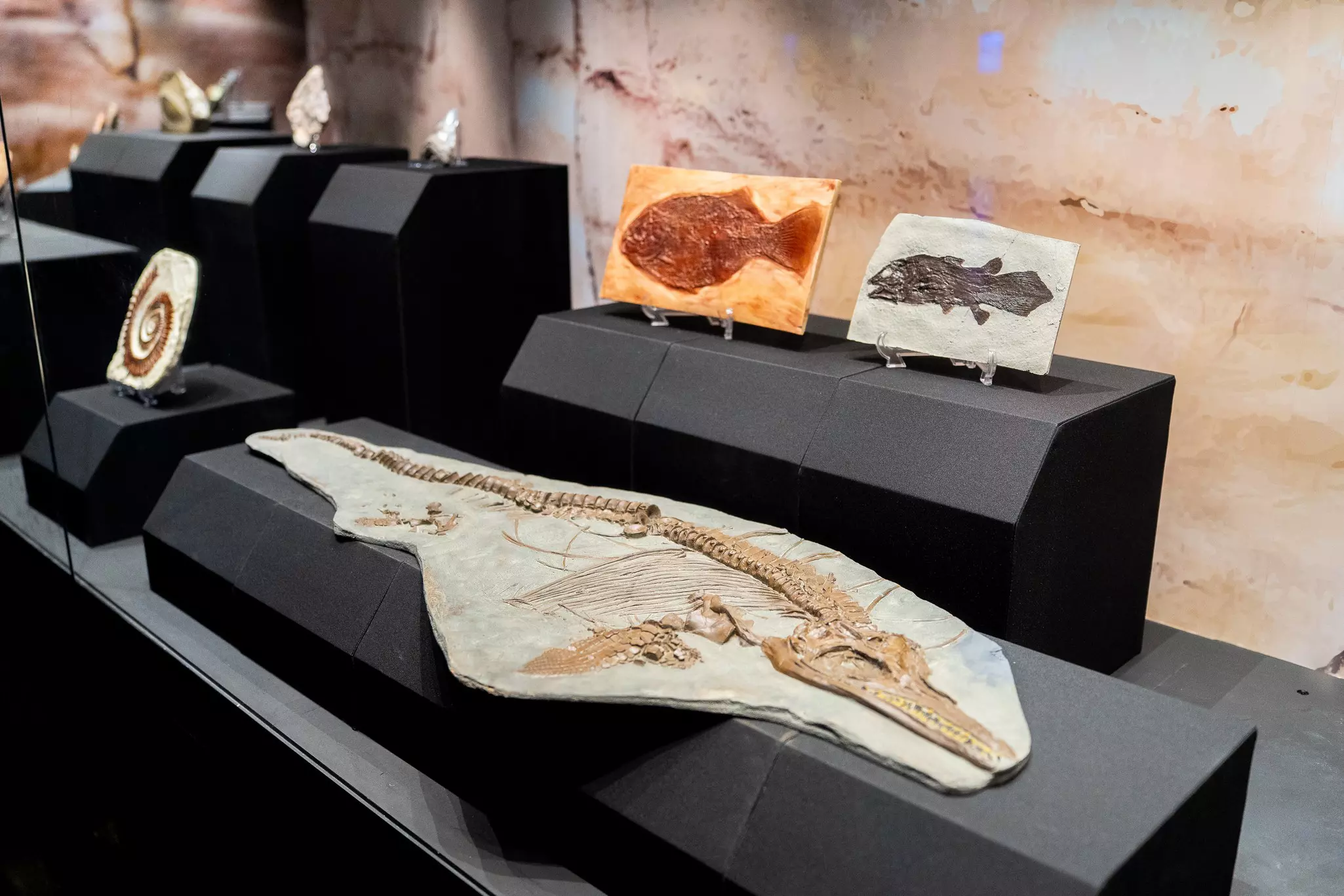 Marine fossil display. Courtesy of Singapore Oceanarium