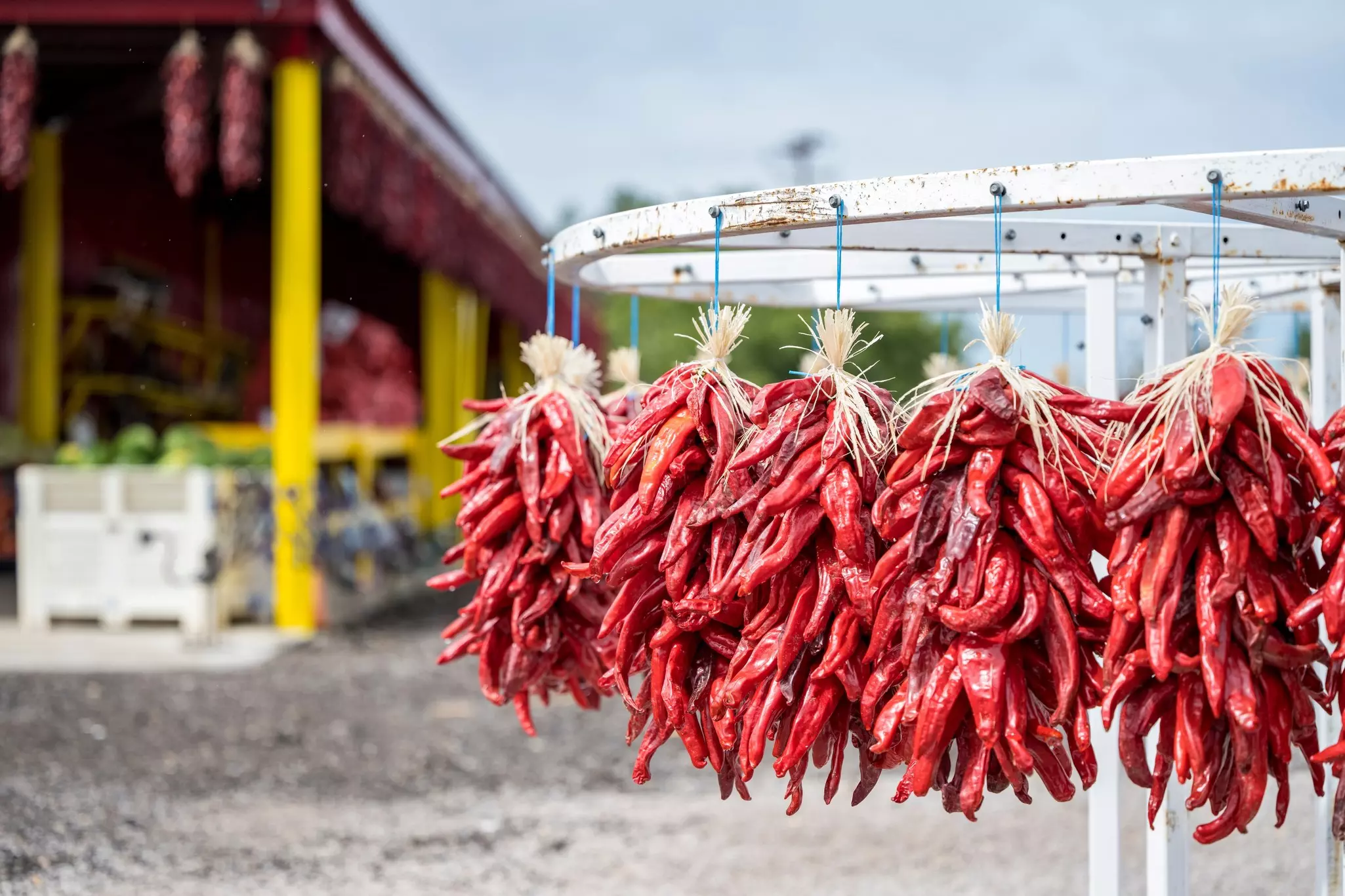 Bunches (or “ristras”) of dried red chili peppers hang from a metal rack