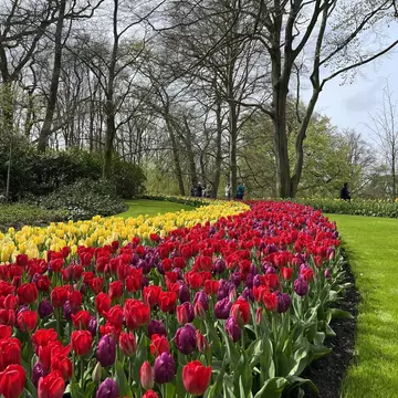 Amsterdam Tulip Festival will take place in Tulip Garden Keukenhof in 2023. Inspiring gardens that will surely spark creativity in your own yard, largest garden in the world with tulips and flowers, License Type: media, Download Time: 2025-12-12T11:40:23.000Z, User: pinkjozie64, Editorial: false, purchase_order: 65020 - Marketing or Sales - this includes sponsored articles, job: Global Publishing WIP (for books) , client: Amsterdam 14, other: Jo-anne Riddell