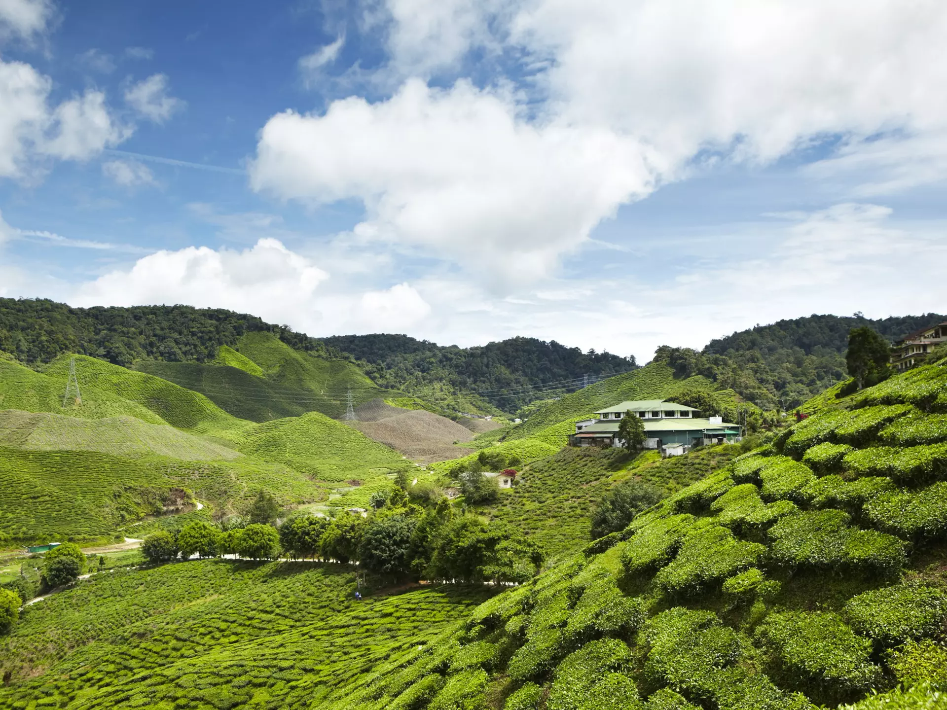 A hilly landscape of green tea fields. 