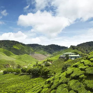 A hilly landscape of green tea fields. 