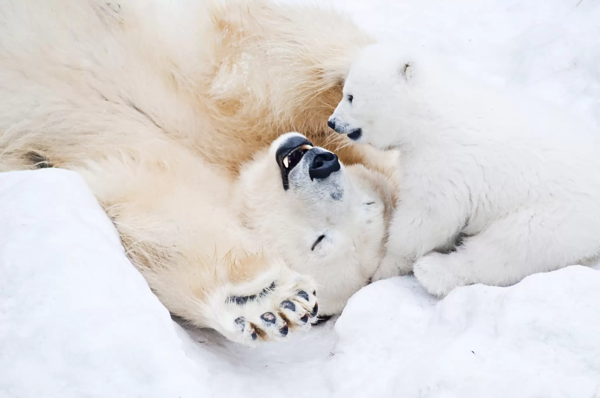 What colour is polar bear hair? Lamberrto / Shutterstock