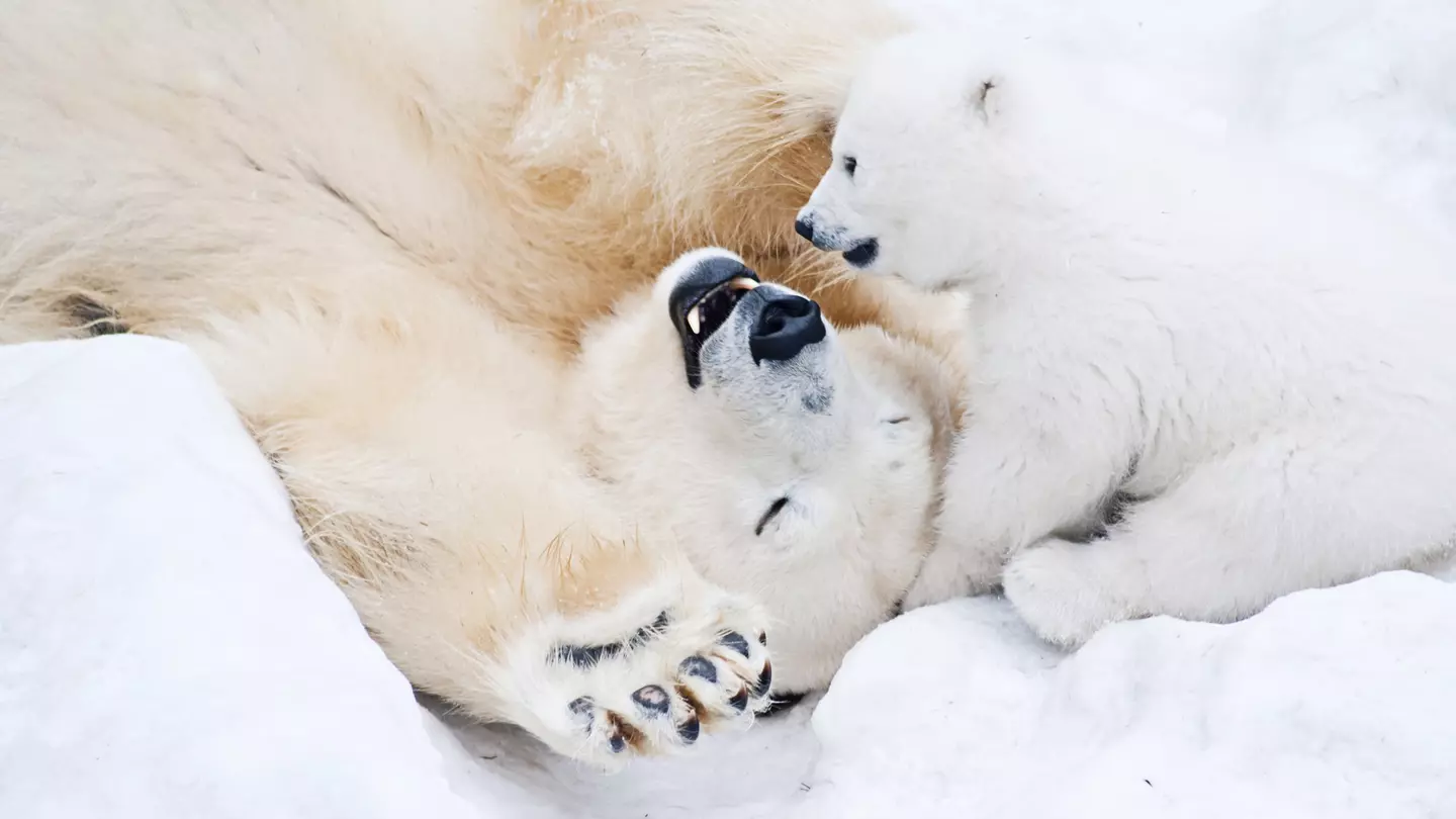 What colour is polar bear hair? Lamberrto / Shutterstock