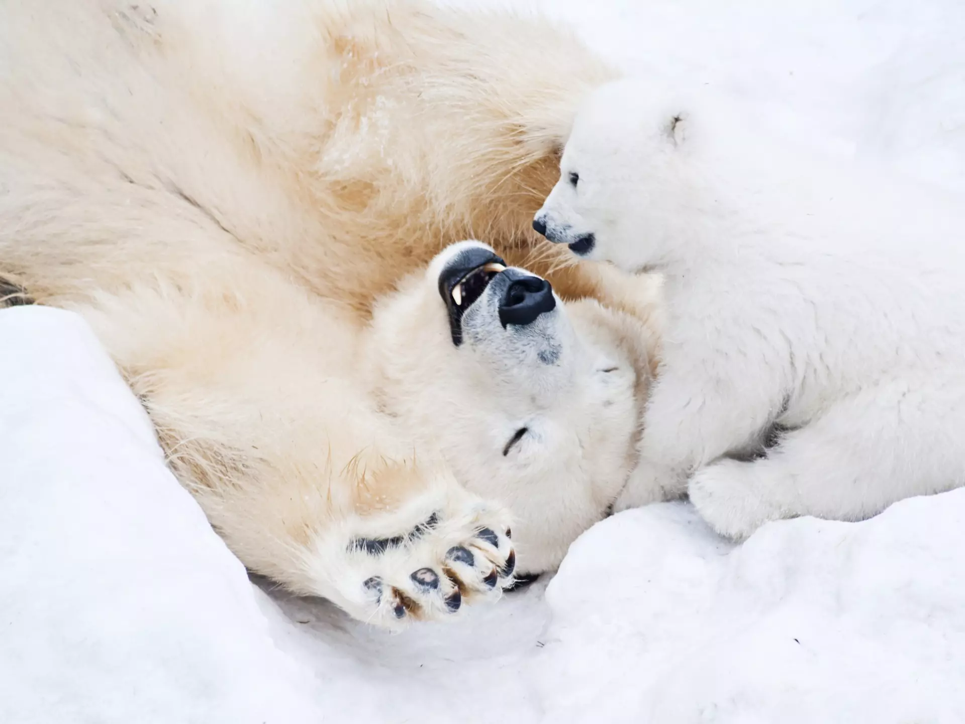 What colour is polar bear hair? Lamberrto / Shutterstock