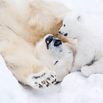 What colour is polar bear hair? Lamberrto / Shutterstock
