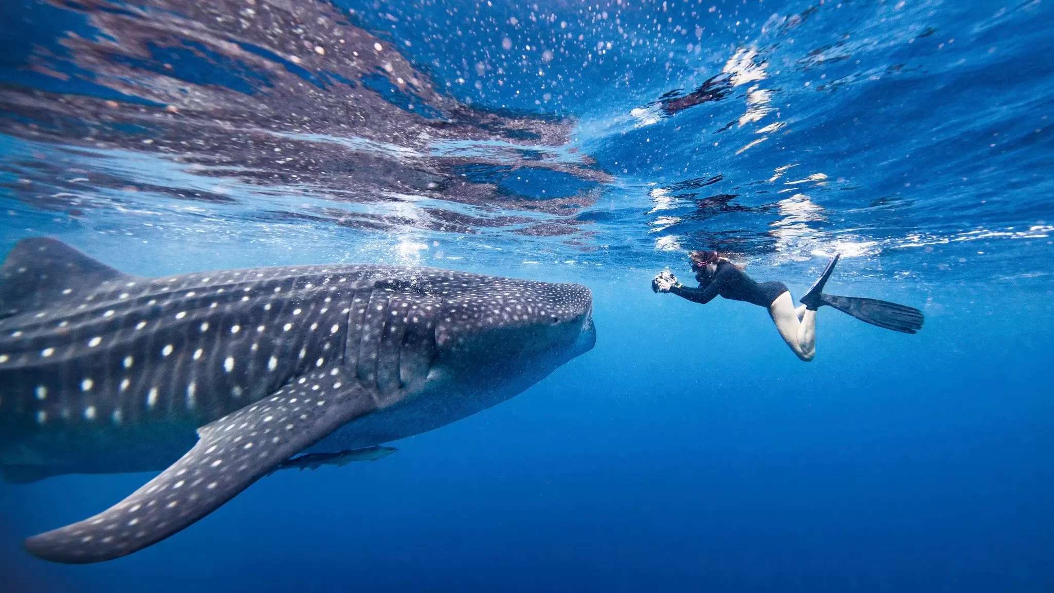 A snorkeler photographing a whale shark underwater off Quintana Roo, Mexico