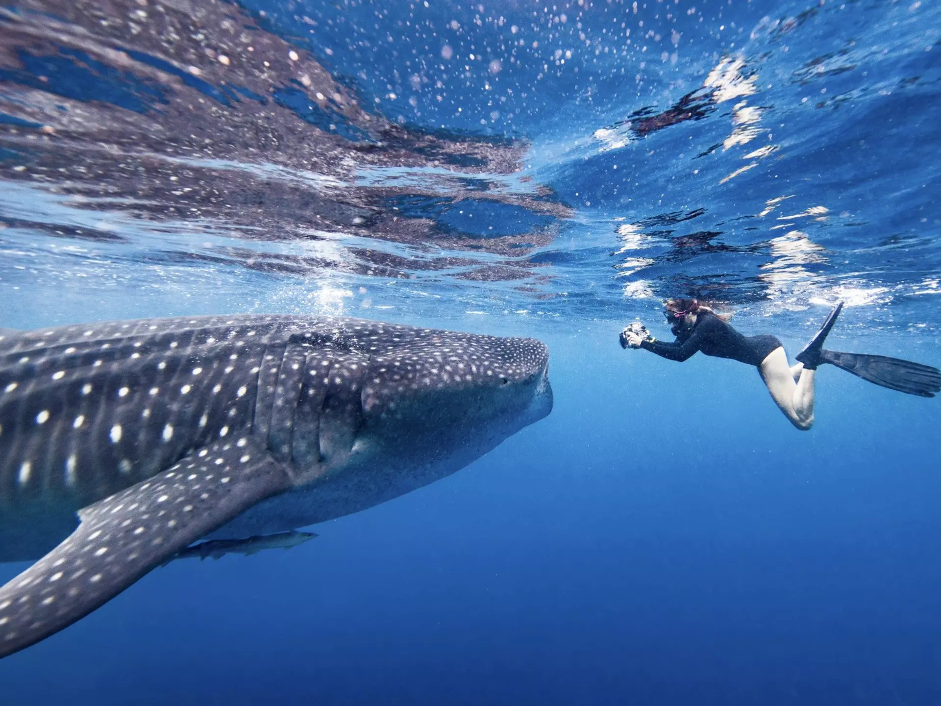 Underwater view of female snorkeler photographing whale shark, Quintana Roo, Mexico.
Getty,  RFC,  Adventure,  Leisure Activities,  Nature,  Outdoors,  Person,  Scuba Diving,  Sport,  Swimming,  Water,  Water Sports
Diver swimming with Whale shark, underwater view, Cancun, Mexico