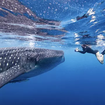 Underwater view of female snorkeler photographing whale shark, Quintana Roo, Mexico.
Getty,  RFC,  Adventure,  Leisure Activities,  Nature,  Outdoors,  Person,  Scuba Diving,  Sport,  Swimming,  Water,  Water Sports
Diver swimming with Whale shark, underwater view, Cancun, Mexico