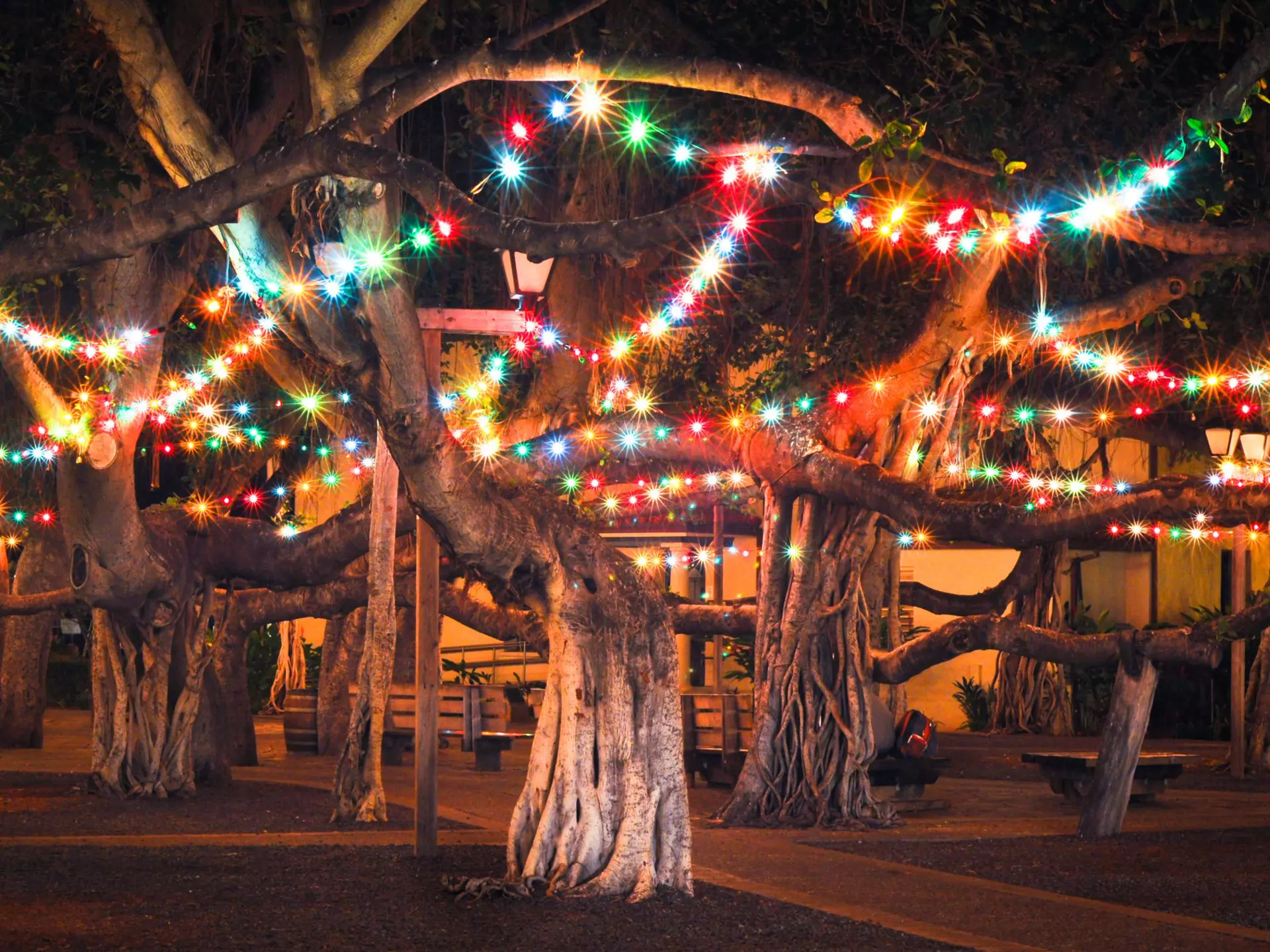 Banyan Tree at Night with Colored Lights - stock photo,This tree in Lahaina, Maui is the largest in Hawaii and was planted in 1873.
611961554
Holiday, Lights, Banyan, Colored Lights, Twinkle Lights, Tropical, Photography