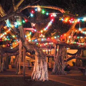 Banyan Tree at Night with Colored Lights - stock photo,This tree in Lahaina, Maui is the largest in Hawaii and was planted in 1873.
611961554
Holiday, Lights, Banyan, Colored Lights, Twinkle Lights, Tropical, Photography