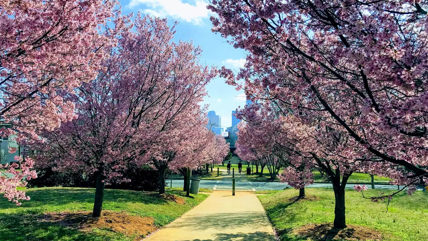 People cycling between blooming trees on Irwin Creek Greenway in Charlotte, North Carolina