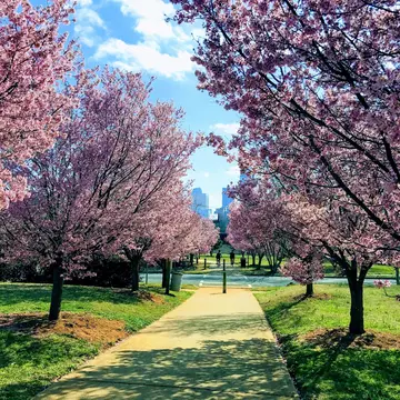 People cycling between blooming trees on Irwin Creek Greenway in Charlotte, North Carolina