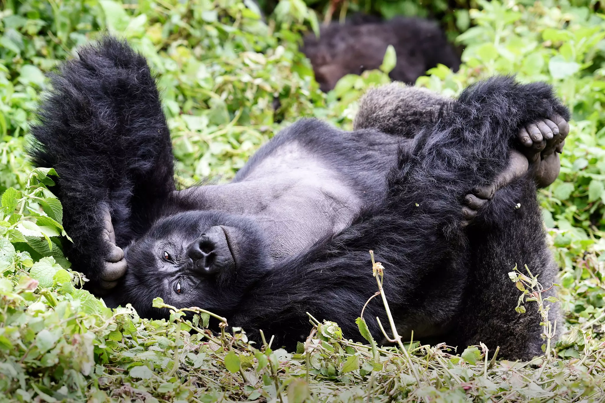 A gorilla frolicks in lush greenery in a park