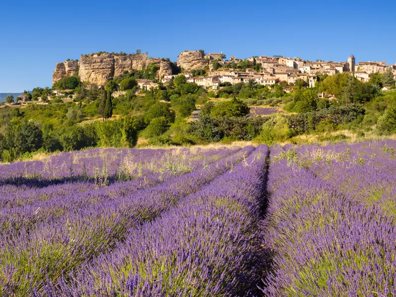 Lavender fields in the village of Saignon in Provence 