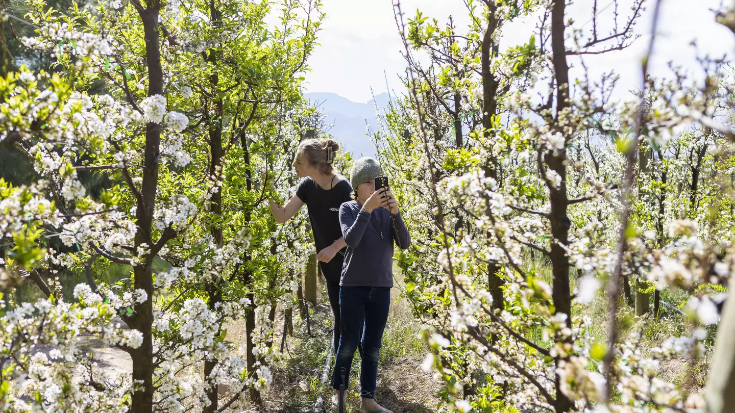 Just an hour from Cape Town, wine estates like Boschendal have activities to keep the whole family entertained © Tetra Images / Getty Images