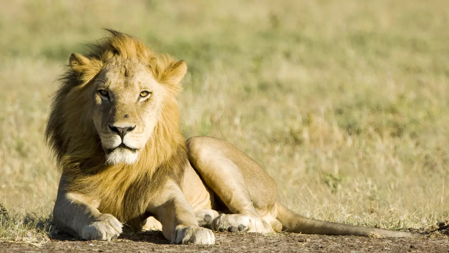 Male Kalahari lion resting, Central Kalahari Game Reserve, Botswana