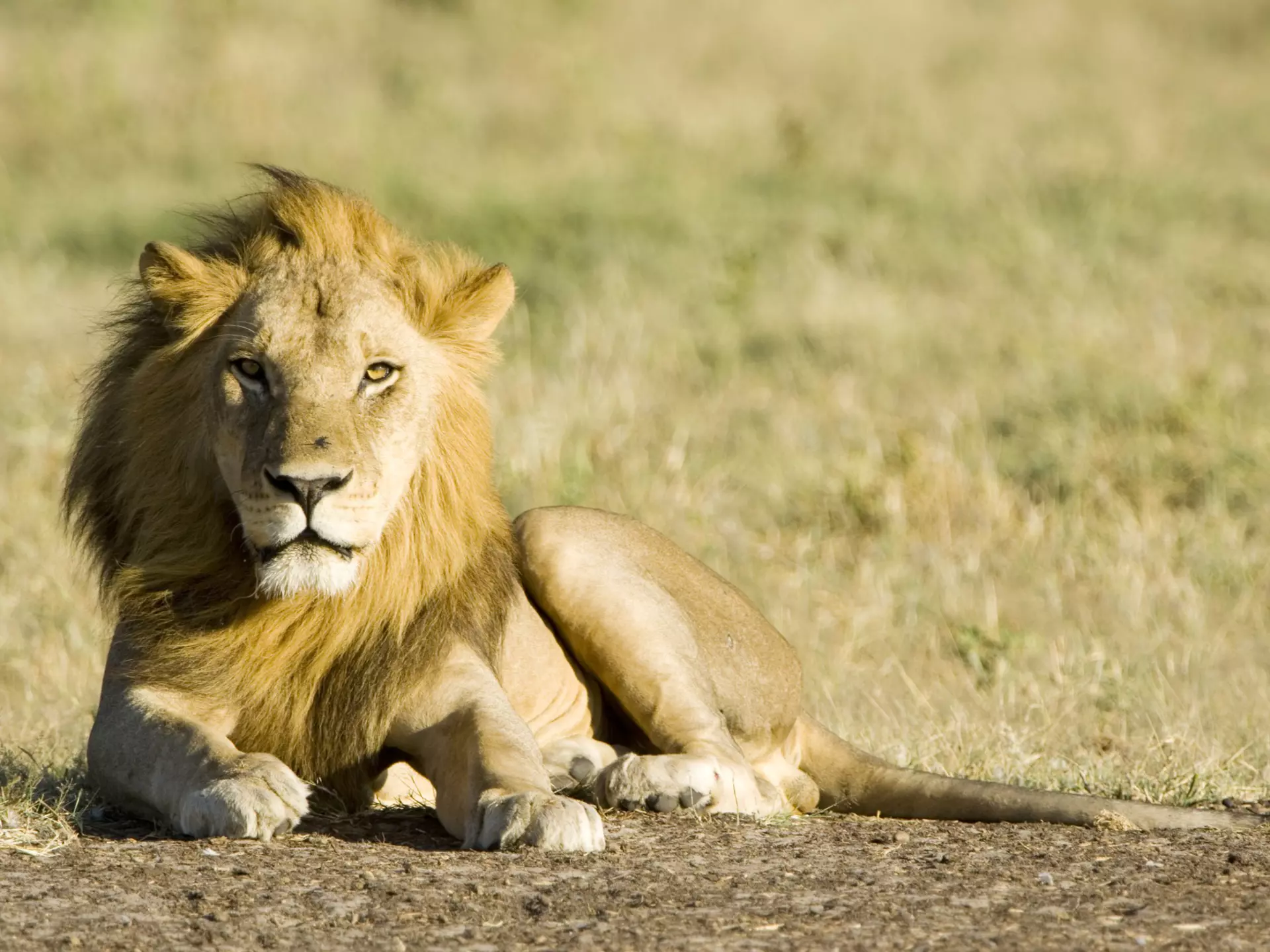 Male Kalahari lion resting, Central Kalahari Game Reserve, Botswana
