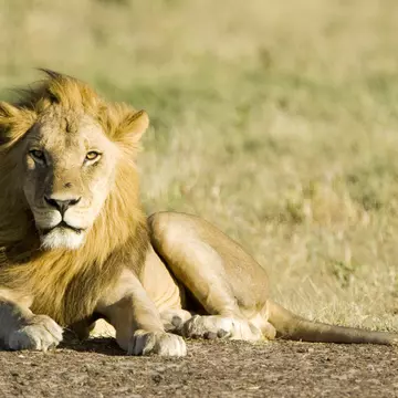 Male Kalahari lion resting, Central Kalahari Game Reserve, Botswana