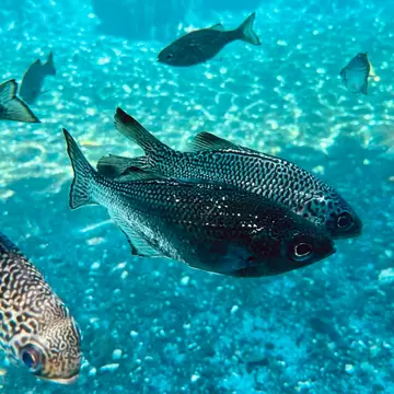 Dark speckled fish swimming over pale sand in bright turquoise water