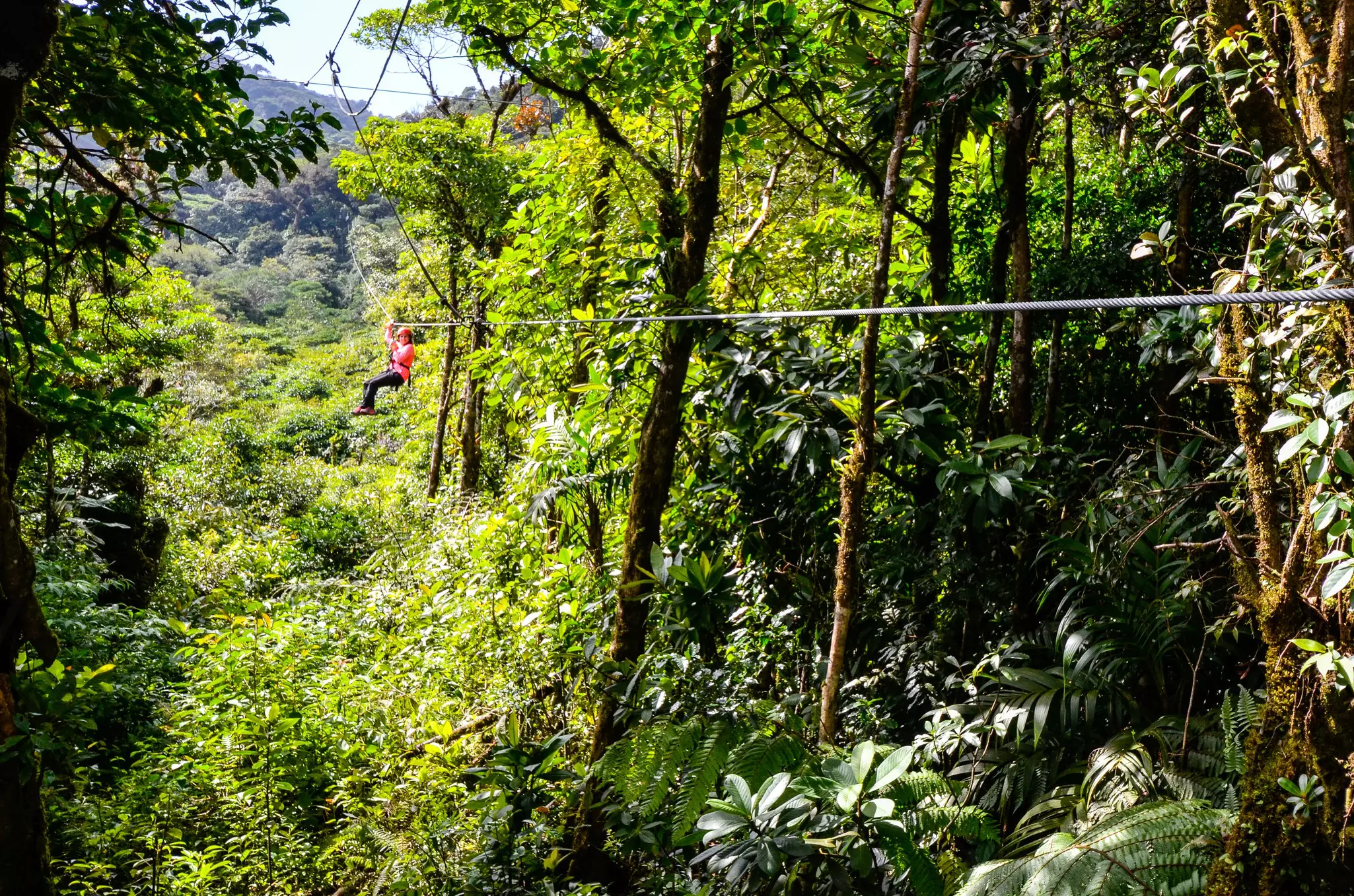 GettyImages-1163316312.jpg
Canopi