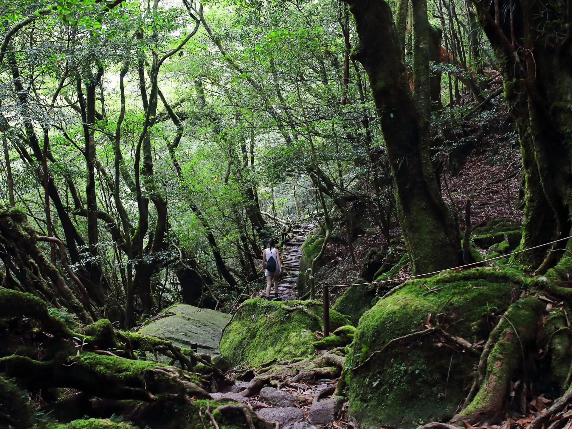 A hiker walks uphill surrounded by old cedar trees.