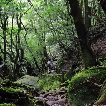 A hiker walks uphill surrounded by old cedar trees.