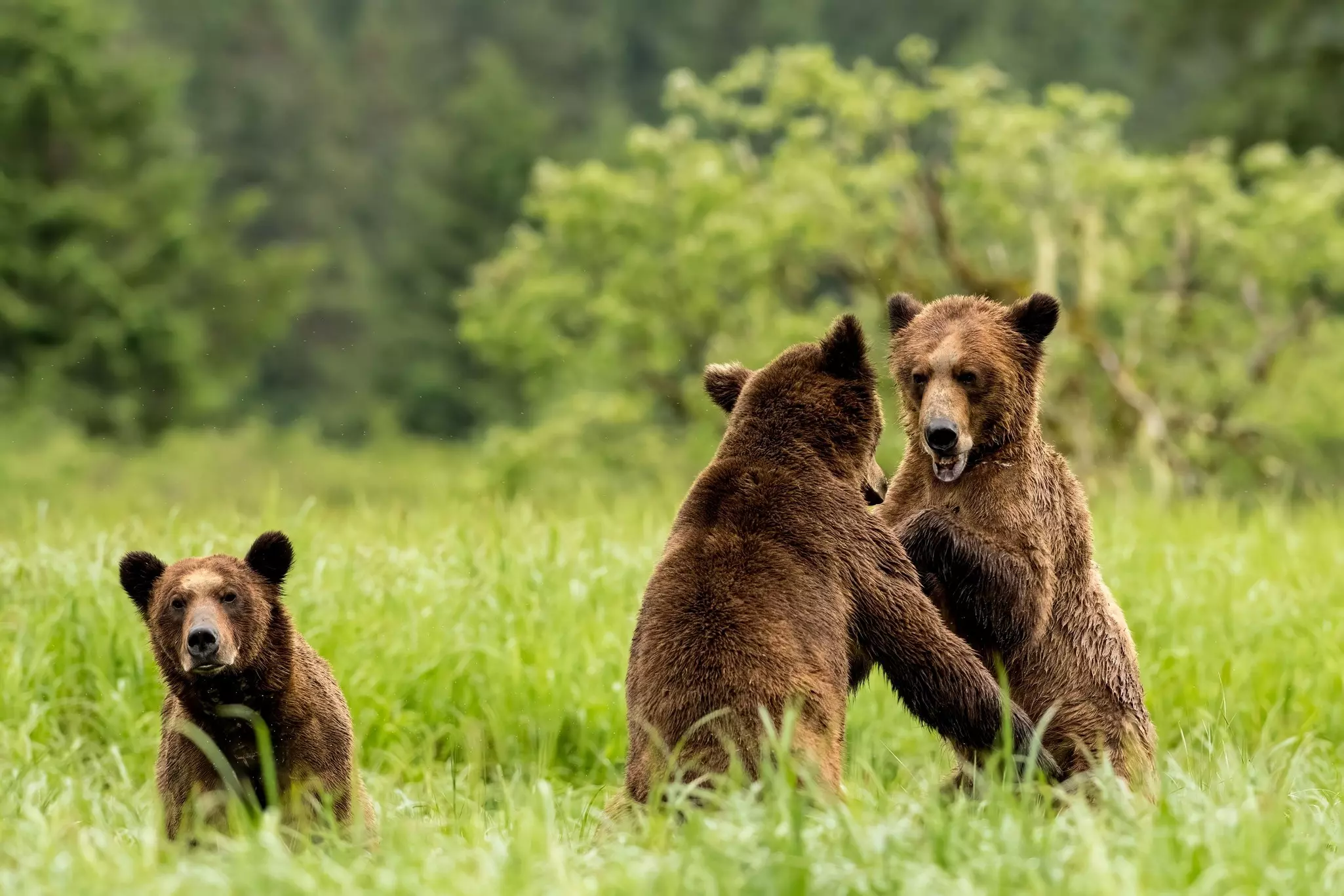 Grizzly bear cubs